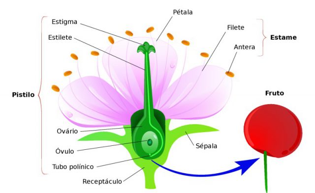 Ovário Floral: Anatomia e Morfologia