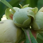 Frutos da Árvore Franklin