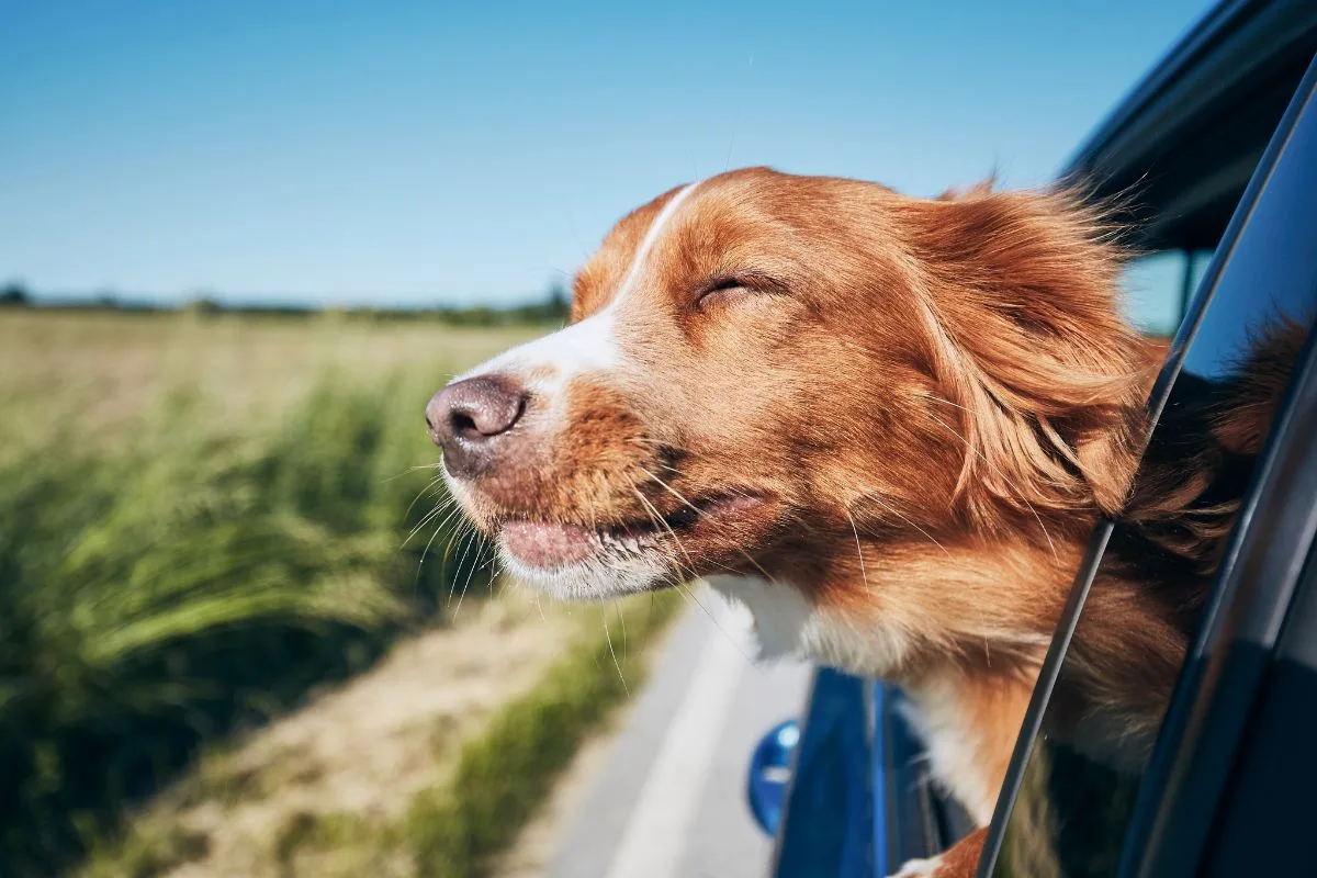 Dicas para deixar seu cão confortável em viagens longas