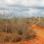 Paisagem da Caatinga com vegetação típica do semiárido brasileiro