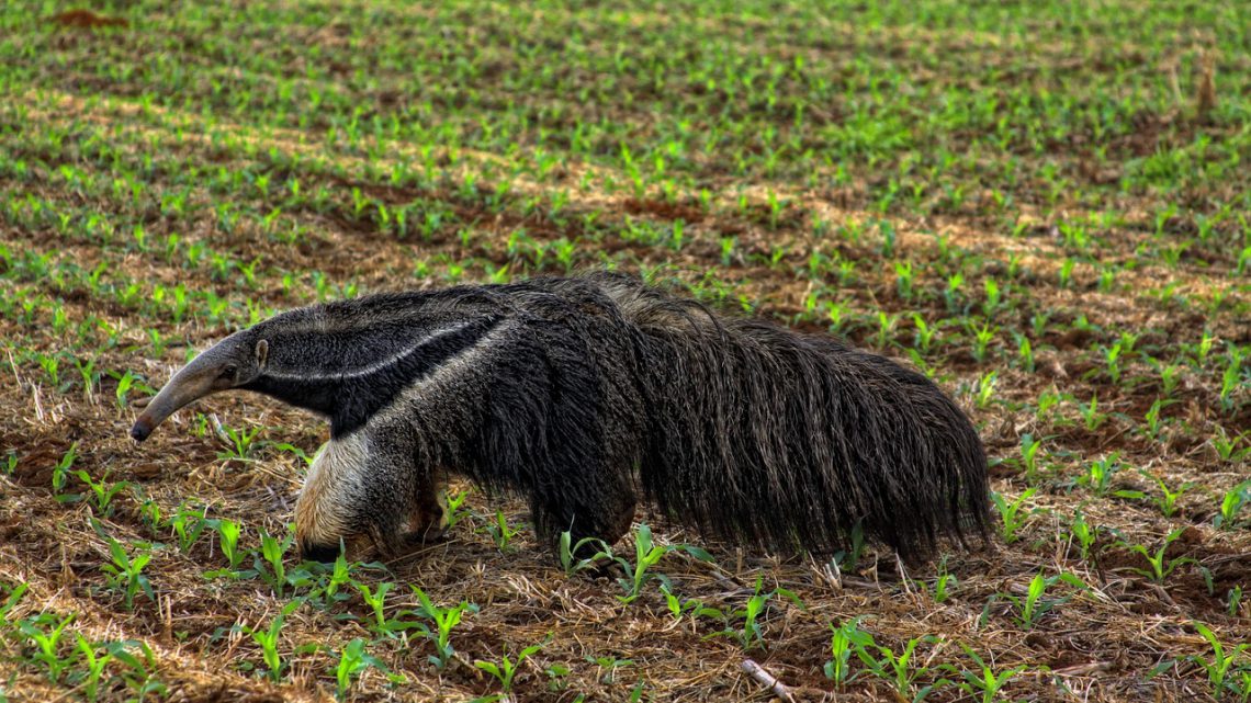 Tamanduá-bandeira: o gigante do Cerrado em risco