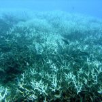 Recife de coral com impacto do branqueamento e mudanças climáticas