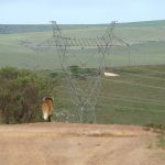 Lobo-guará caminhando no Cerrado brasileiro