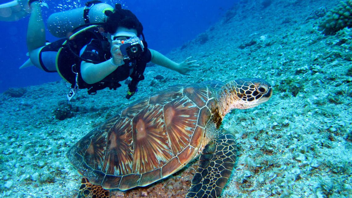 Projeto TAMAR: Como Nasceu e o que Faz a Maior Iniciativa de Conservação de Tartarugas Marinhas do Brasil