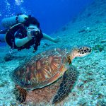 Tartaruga marinha nadando ao lado de mergulhador - conservação pelo Projeto TAMAR