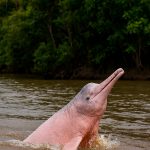 Boto-cor-de-rosa (Inia geoffrensis) nas águas da Amazônia