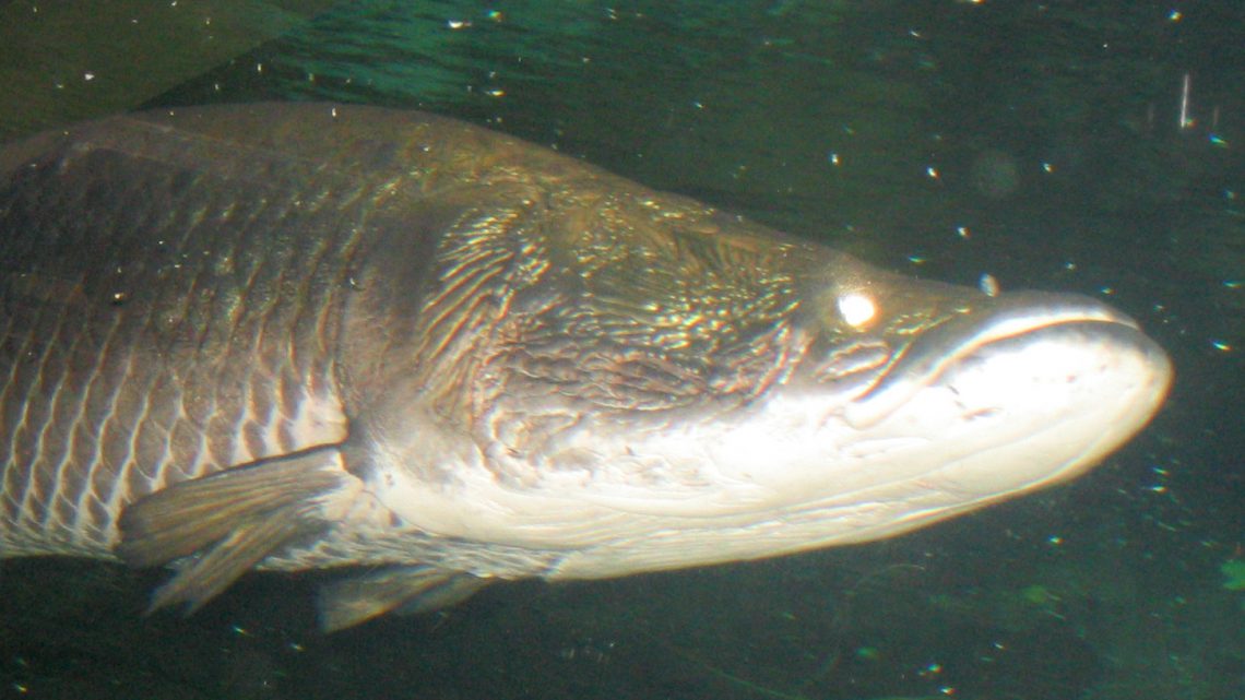 Manejo Sustentável do Pirarucu: Como a Pesca Comunitária Salvou o Gigante da Amazônia