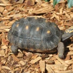 Chelonoidis carbonarius - imagem ilustrativa