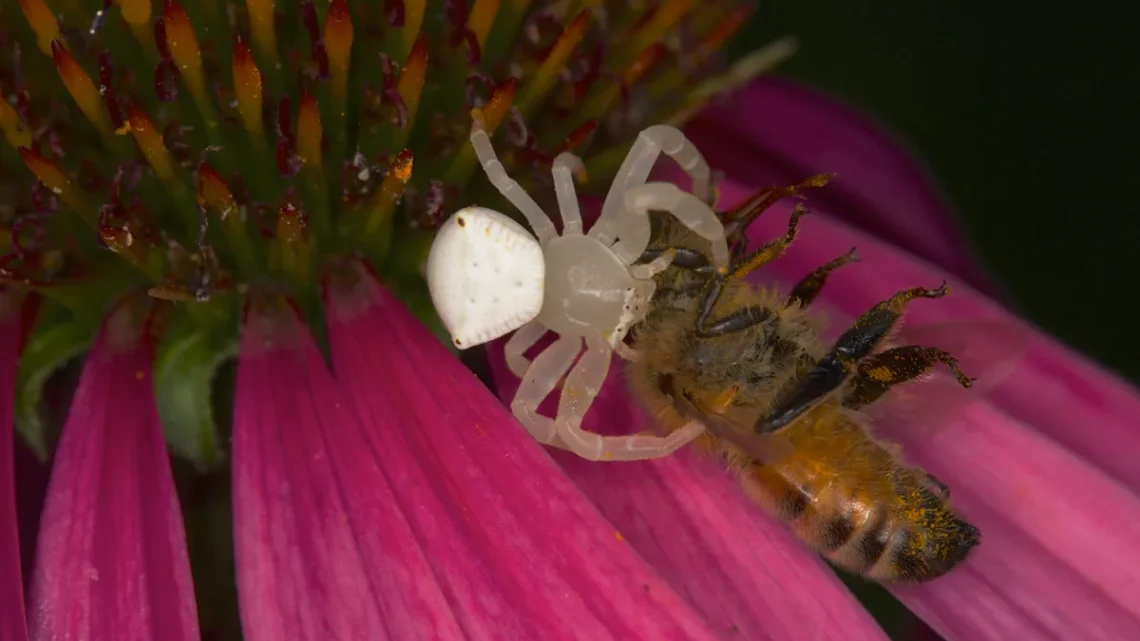 Aranha Branca: É Venenosa? Espécies, Tamanho e Fotos (2026)