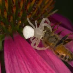 Thomisus spectabilis - imagem ilustrativa