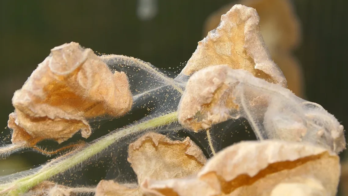 Como Eliminar Ácaro das Plantas: 7 Métodos Eficazes