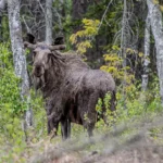 Alce macho (Alces alces) com galhada palmada