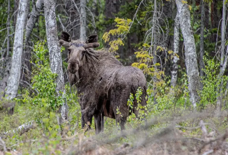 Alce macho (Alces alces) com galhada palmada