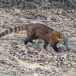Quati (Nasua nasua) com a cauda erguida, um dos animais que começam com a letra Q