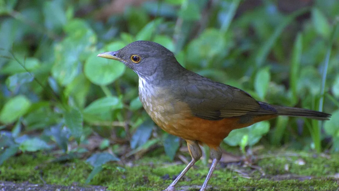 Animais com a Letra S: 24 Espécies e Fotos