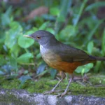 Sabiá-laranjeira (Turdus rufiventris), ave-símbolo do Brasil, animal com a letra S