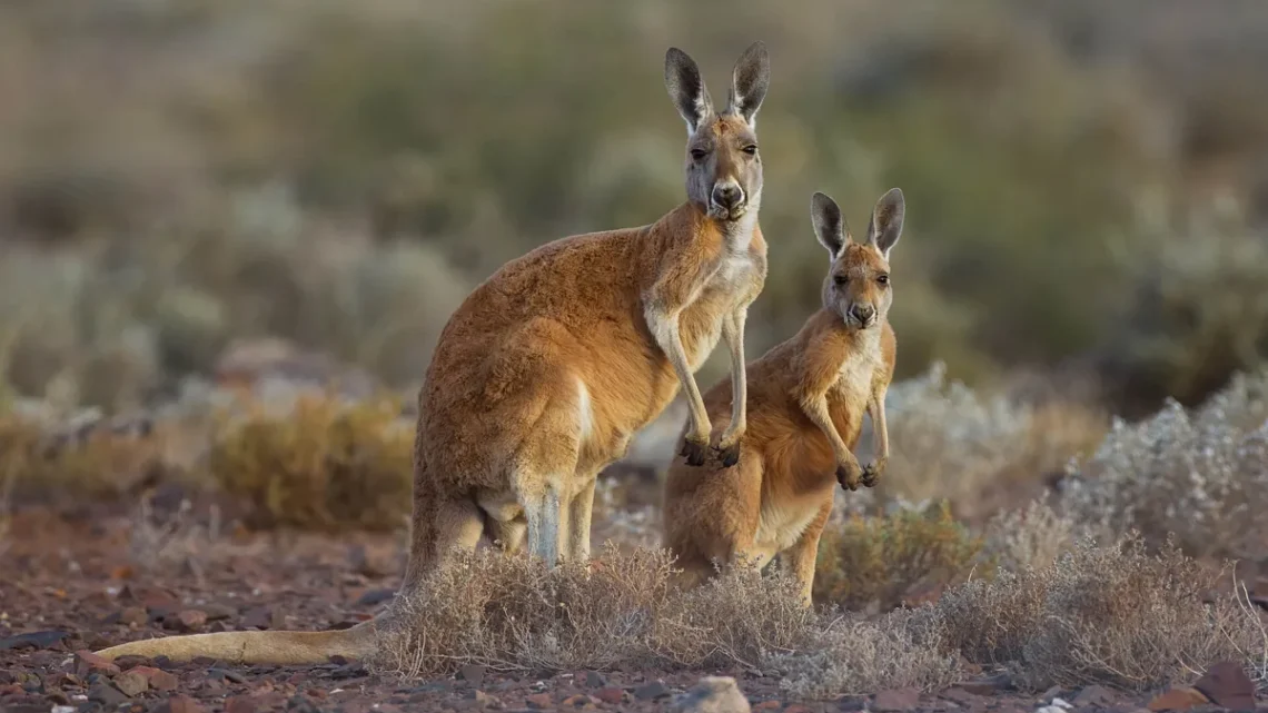 Animal Símbolo da Austrália: Canguru e Emu Explicados