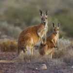 Canguru-vermelho, animal símbolo da Austrália, no habitat seco