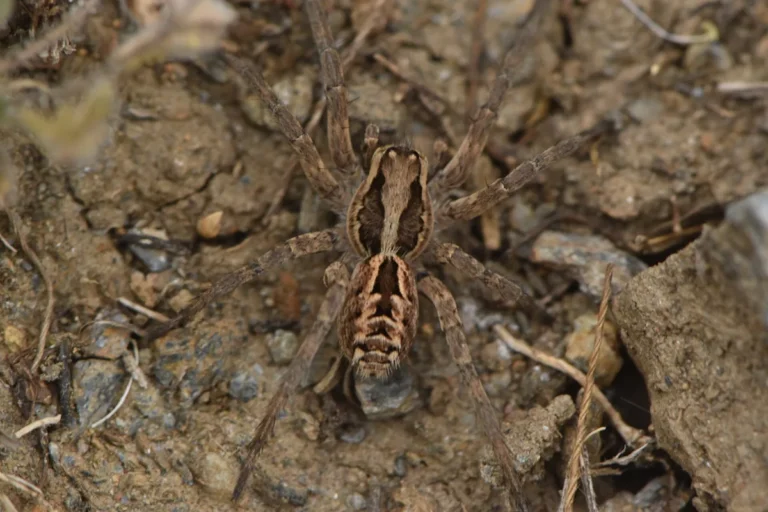Aranha lobo (Lycosa) à espreita no solo, mostrando o corpo peludo e as pernas curtas