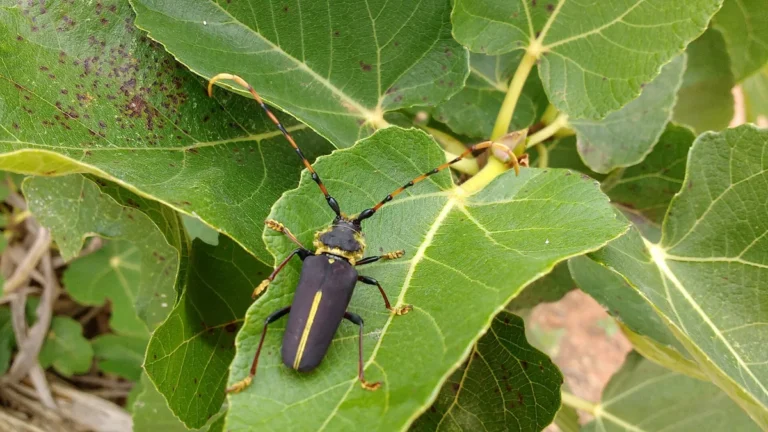 Dorcacerus barbatus - imagem ilustrativa