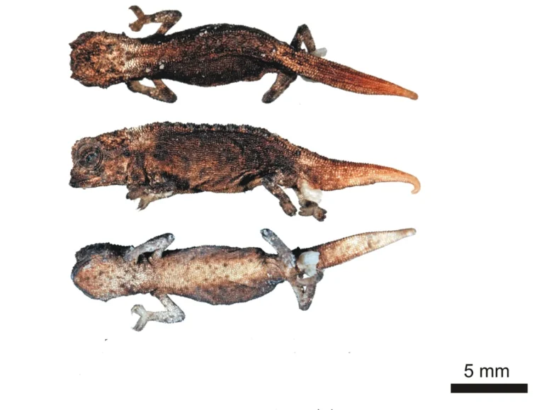 Brookesia micra, camaleão-anão endêmico de Madagascar