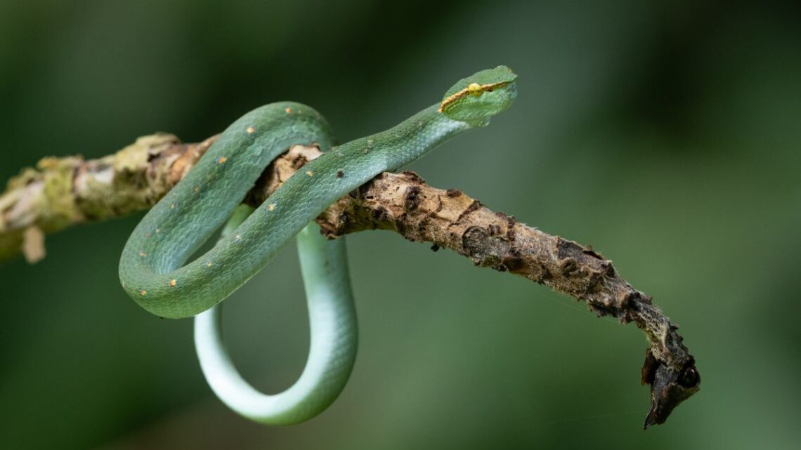 As Cobras Dormem? Como e Quanto Tempo Elas Descansam (2026)