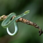 Cobra verde descansando enrolada em um galho na natureza