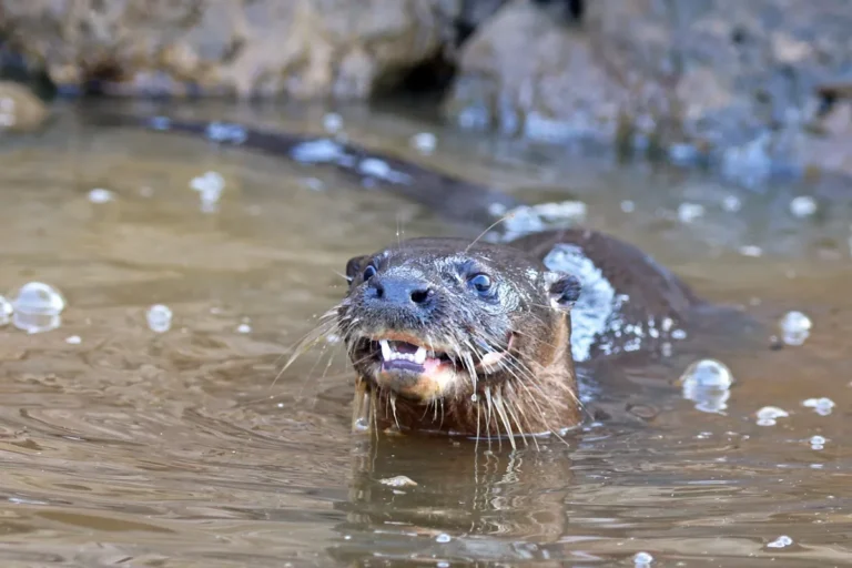 Lontra neotropical (Lontra longicaudis) na agua, Pantanal