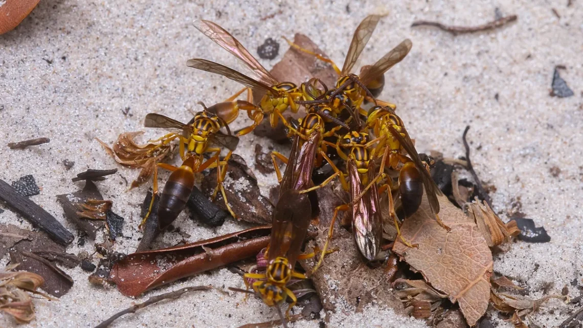 Tipos de Marimbondo: 7 Espécies com Nome, Foto e Picada (2026)