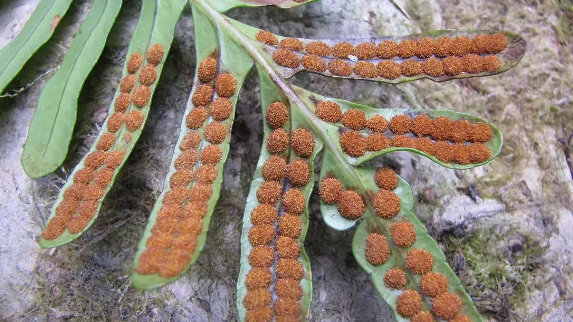 Esporos: o que são, tipos e importância para a natureza