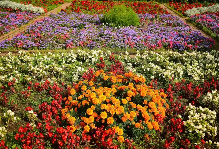 Flores Que Começam Com a Letra Q: Nome E Características - imagem ilustrativa do tema