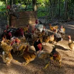Galinha caipira ciscando solta no pasto em criação a céu aberto