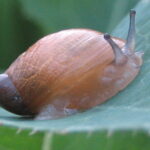 Caracol-da-horta (Cornu aspersum) em folha de planta — praga comum em jardins e hortas brasileiras