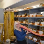 Especimes preservados de lula-gigante Architeuthis dux no Museu Zoologico de Copenhague