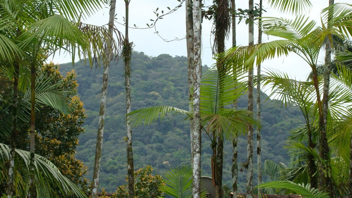Corredores Ecológicos: O Que São e Por Que Salvam a Biodiversidade