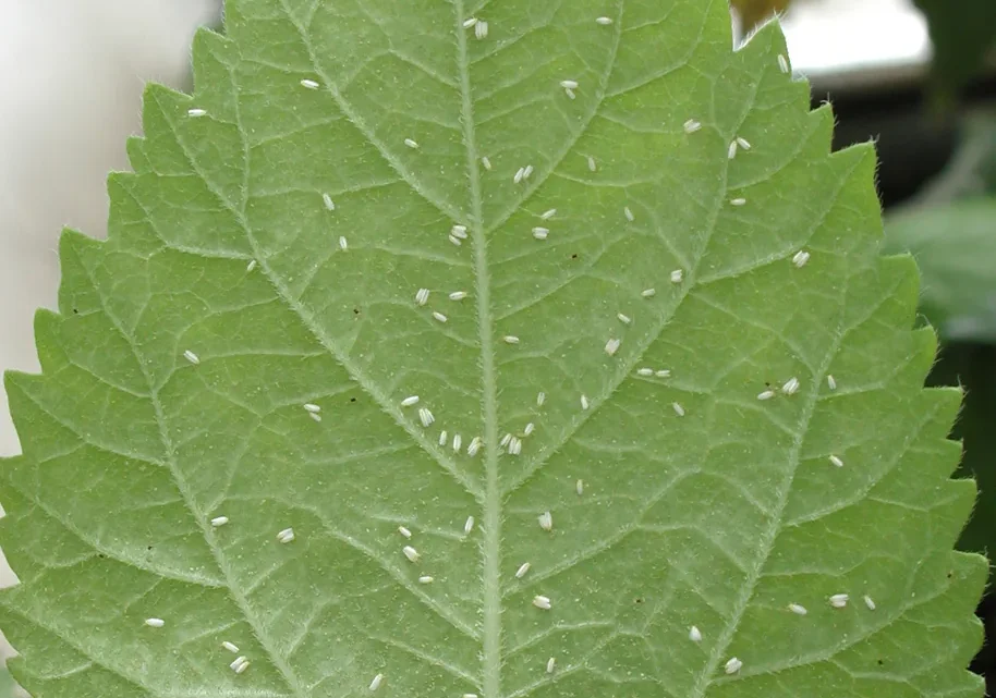 Como Eliminar Mosca-Branca das Plantas: 7 Métodos Eficazes