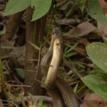 Nomes de Cobras Amarelas - imagem ilustrativa do tema