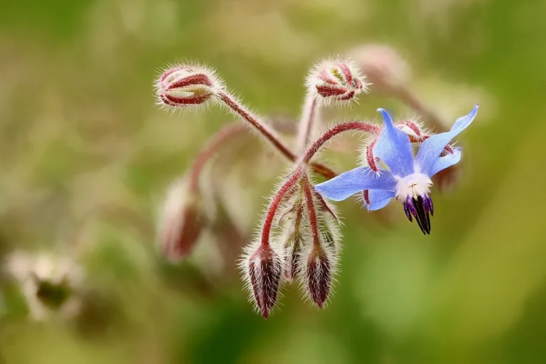 Óleo de Borago officinalis: para que serve a flor azul de borragem