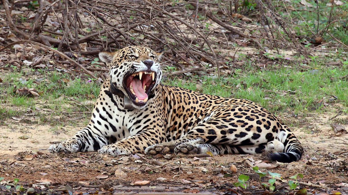 Onça-Pintada: Características, Habitat e Por Que o Maior Felino das Américas Está Ameaçado (2026)
