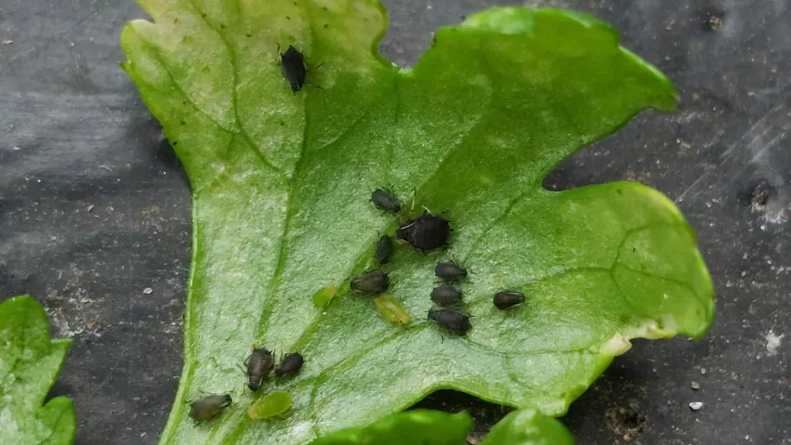 Como Eliminar Pulgão das Plantas: 8 Métodos Eficazes