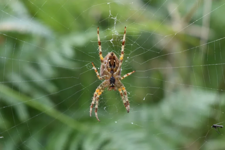 Aranha-de-jardim (Araneus diadematus) em sua teia, exemplo de aranha de vida curta