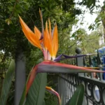 Estrelícia (Strelitzia reginae), a ave-do-paraíso, flor que começa com a letra S