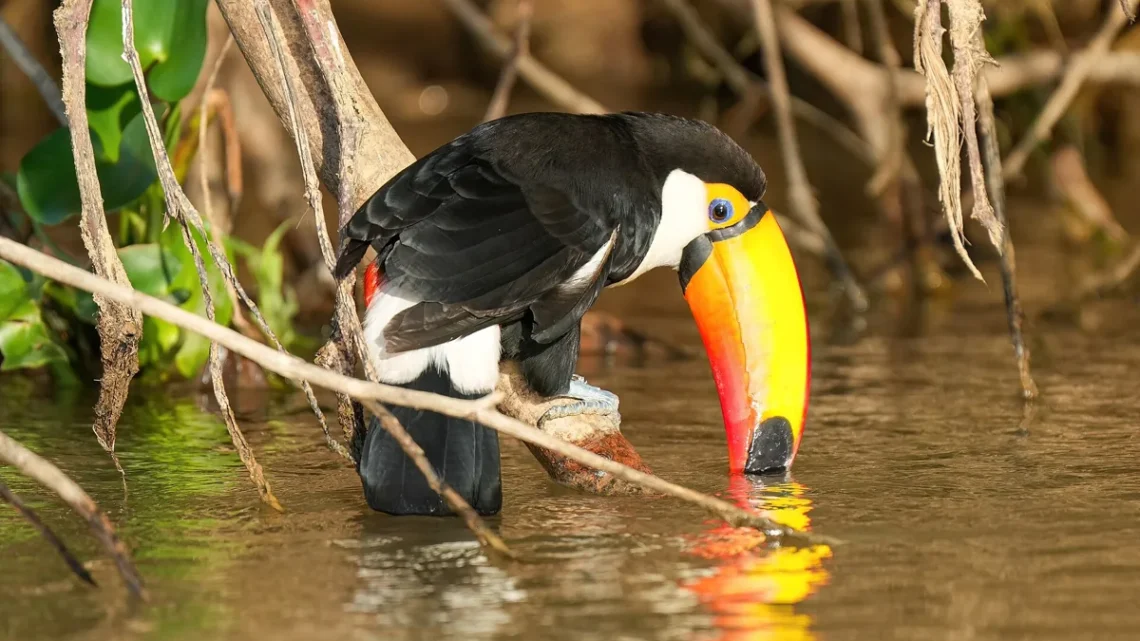 Animais com a Letra T: 23 Espécies e Fotos