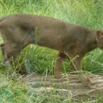 Yaguarundi (Herpailurus yagouaroundi), tambem chamado eira, felino nativo do Brasil cujo nome comeca com a letra Y