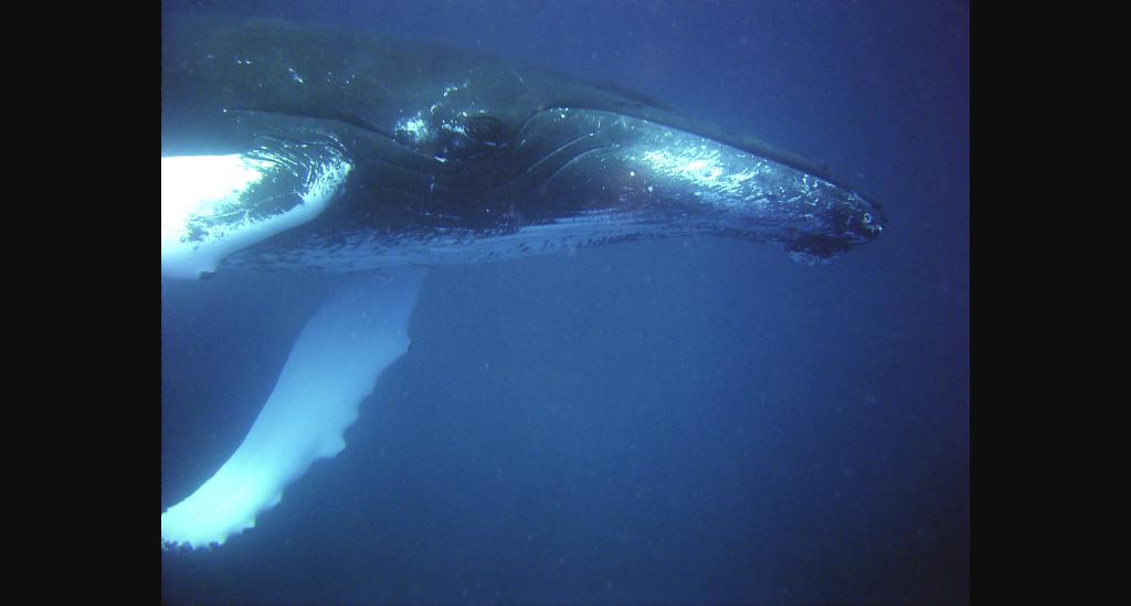 Poluição Sonora nos Oceanos: a Ameaça Invisível que Está Silenciando Baleias e Golfinhos