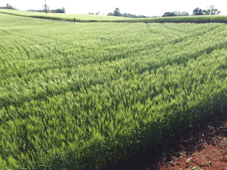 Campo de trigo em Belmonte, Santa Catarina - expressao debaixo do alqueire