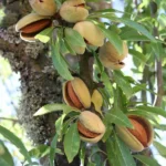 Nomes de Árvores de A a Z com Imagens
