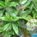 Planta de pimenta com frutos vermelhos maduros (Capsicum frutescens)
