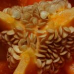 Pimentão laranja (Capsicum annuum) — variedade colorida