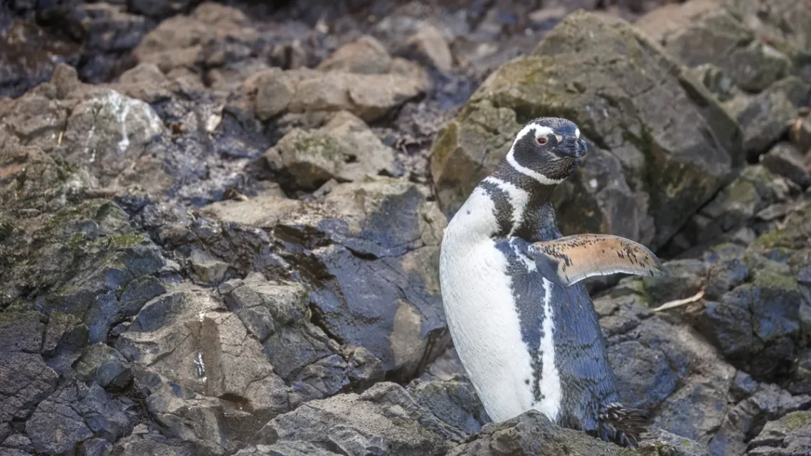 Alimentação do Pinguim: O Que Comem e Como Caçam (2026)